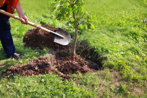 Drainfieldplanting 1